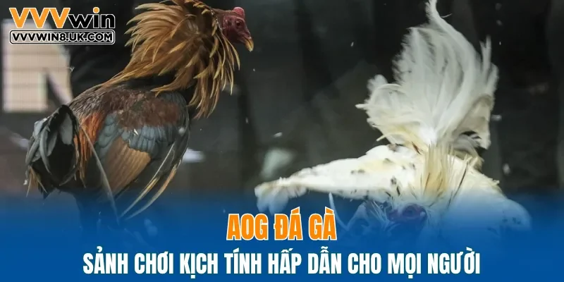 AOG đá gà - Sảnh chơi kịch tính hấp dẫn cho mọi người